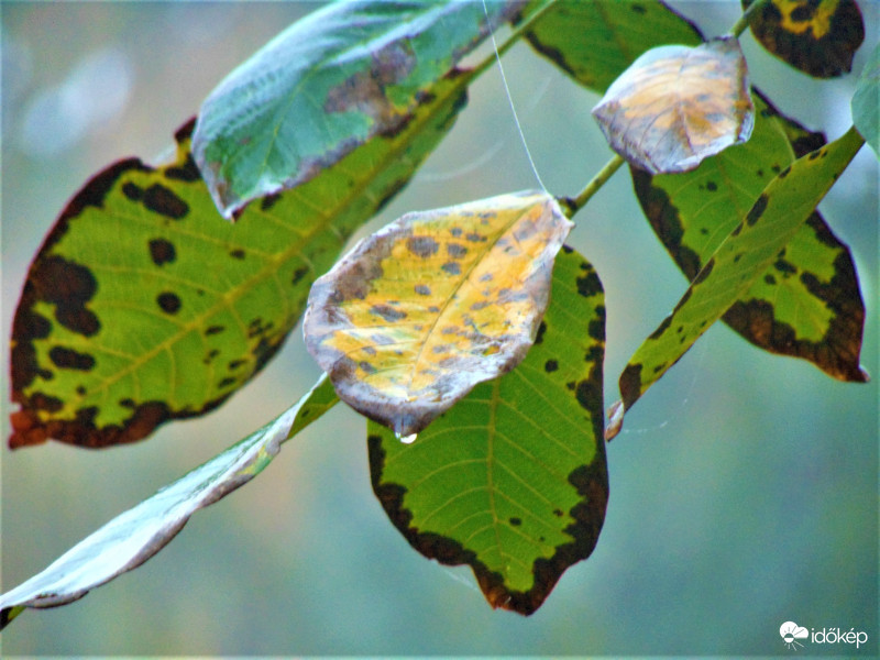 Ködszitálás 9 C fok