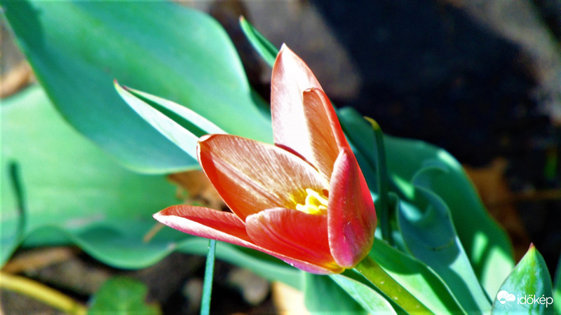 Első tulipánom