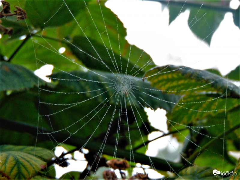 Köd pára mindenhol