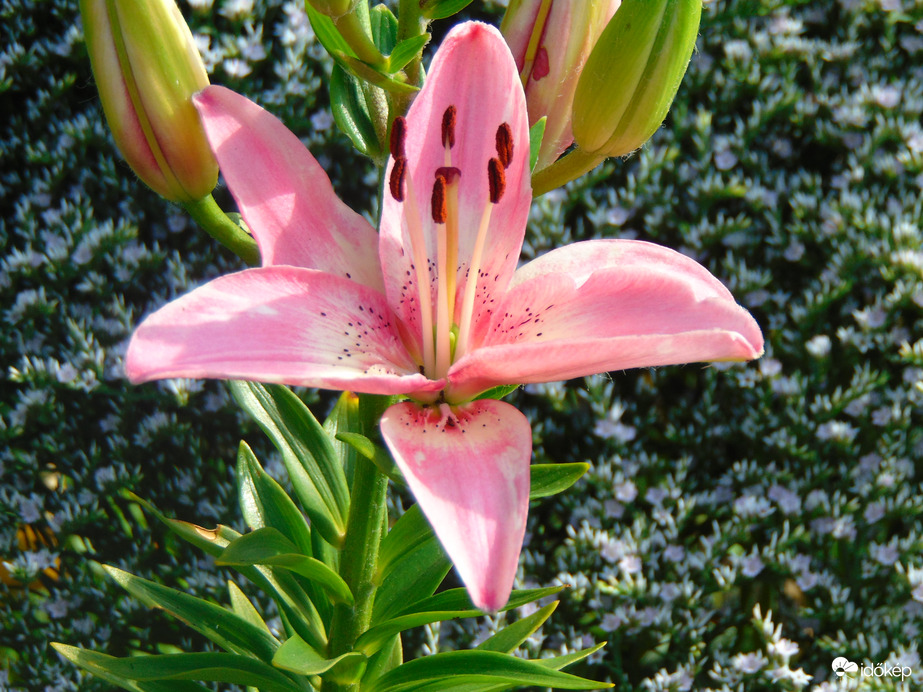 Rózsaszín liliom