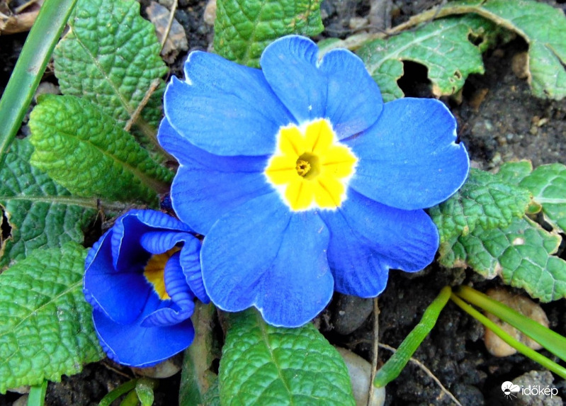 Kék primula