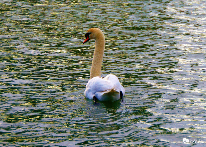 Hattyú a naplementében