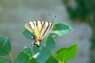 Pihenőben