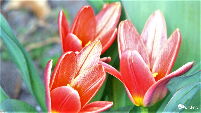 Tulipánok
