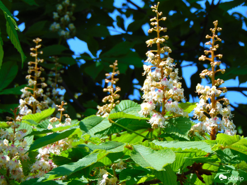 Virágzik a gesztenyefa
