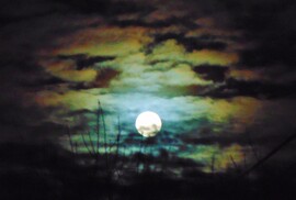 Hajnali Hold