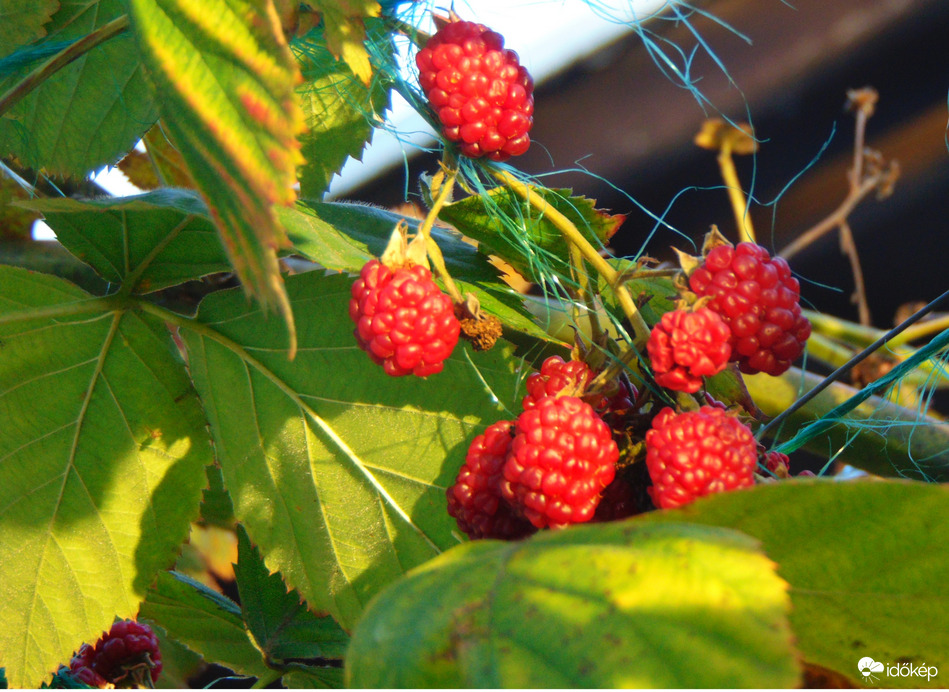 Már nem fog beérni