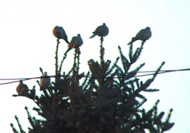 Karácsonyi csúcsdíszek a természetben