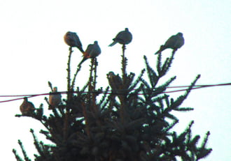 Karácsonyi csúcsdíszek a természetben