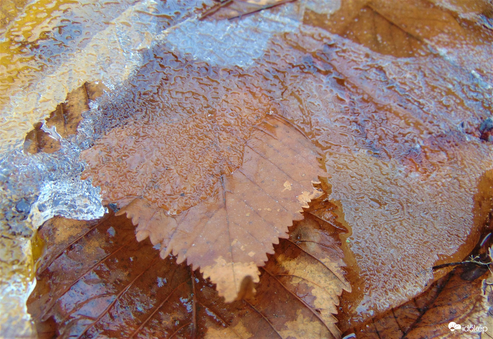 Fagyott falevél1