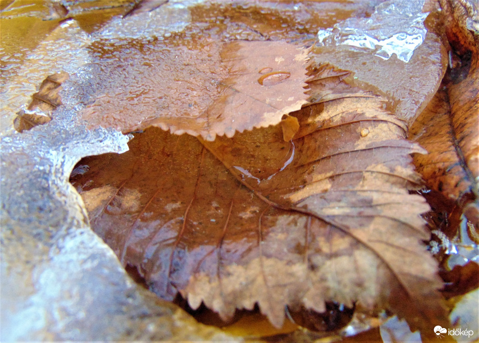 Fagyott falevél3