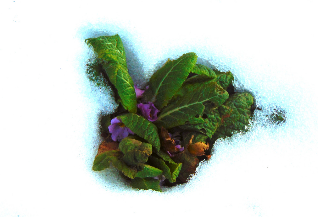Primula a hóban
