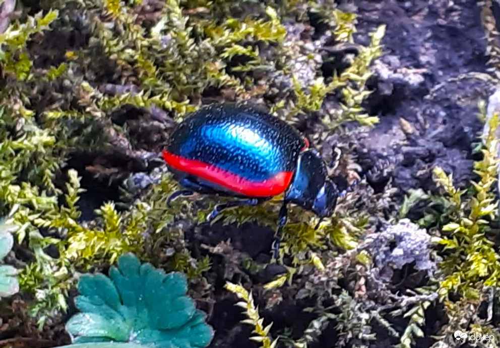 Trapézhátú szegélyeslevelész