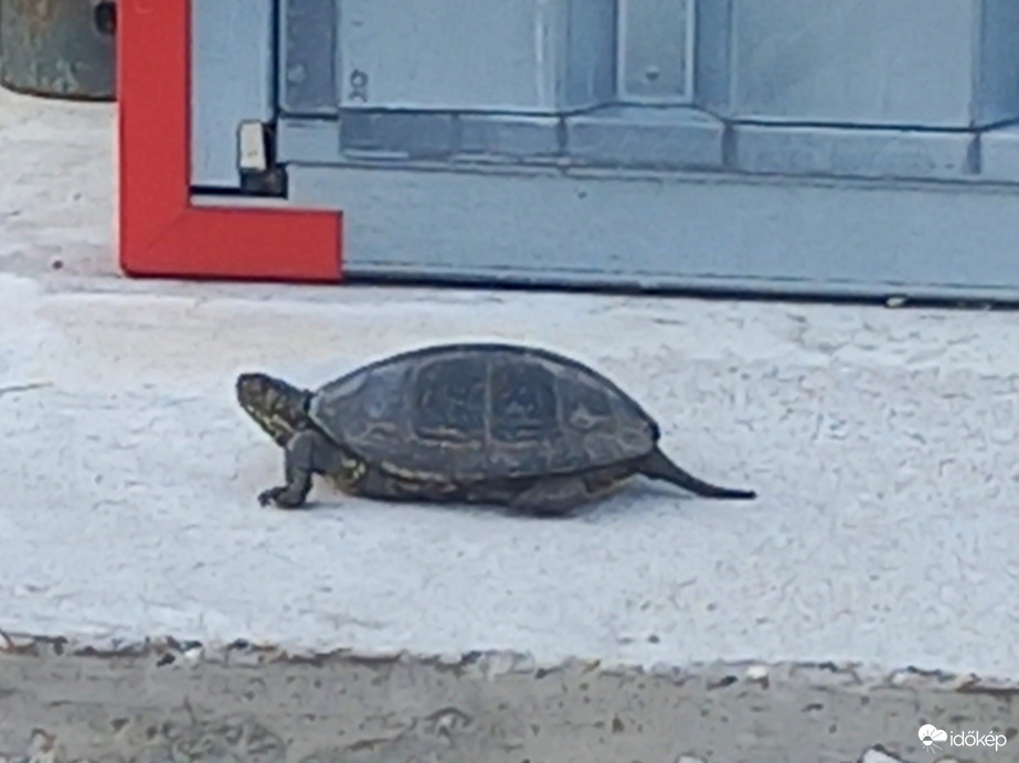 Pusztahencse