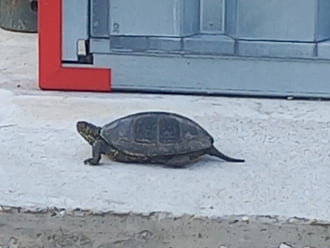 Pusztahencse