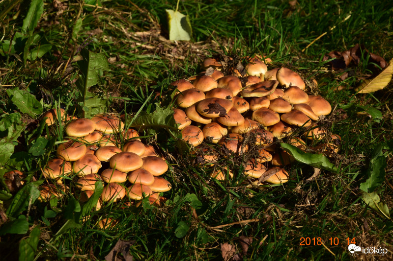 Gombák az őszi mezőn