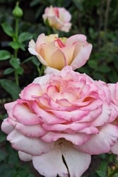 Rózsa "sorakozó"
