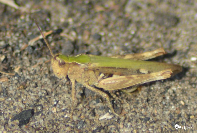 Monor 