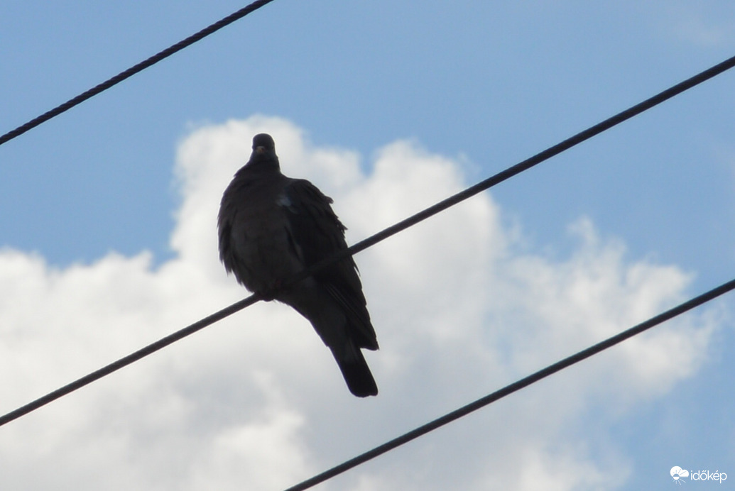 Szél borzolta tollak 