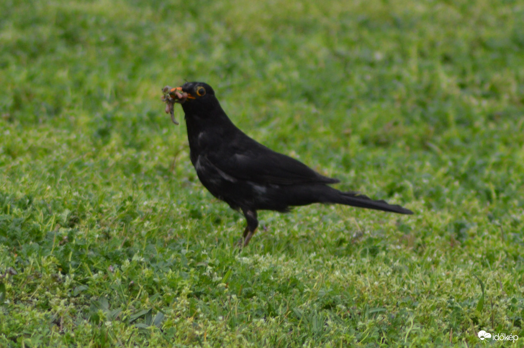 Fűnyírás utáni pillanatok :-))