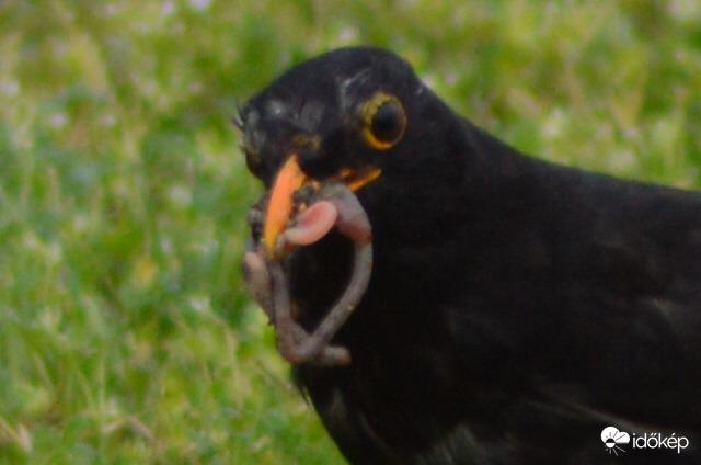 Fűnyírás utáni pillanatok :-))