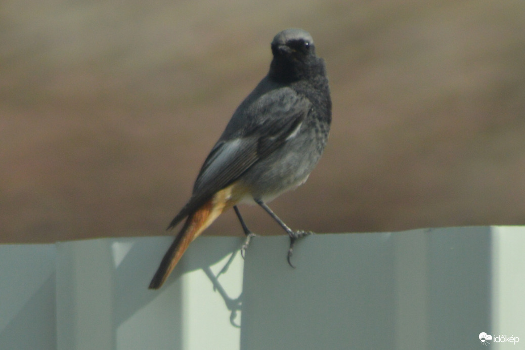 Rozsdafarkú a kerítés tetején 