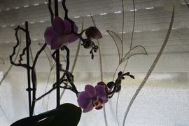 anyukám orchideája 