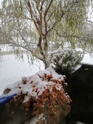 kormos2 fotója