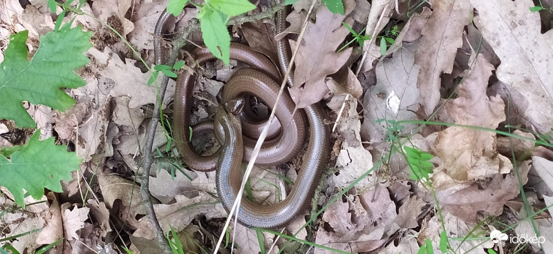 Kígyók az erdőben