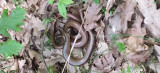Kígyók az erdőben