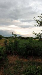 Balogunyom