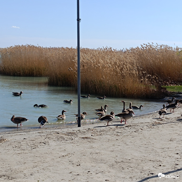 Vadludak a Balatonfüredi strandon