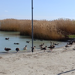 Vadludak a Balatonfüredi strandon
