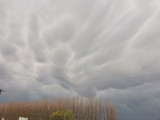 Mammatus