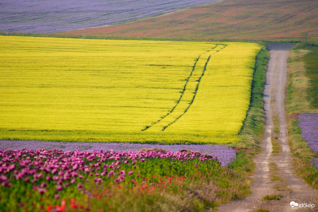 kovacsfk fotója