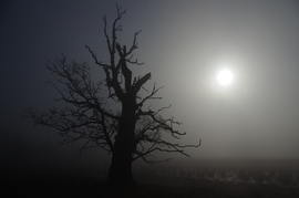 Őserő - 2019