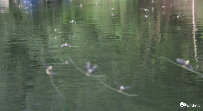 Tiszavirágzás Mindszentnél