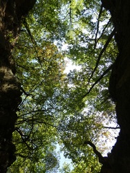 Fák alatt