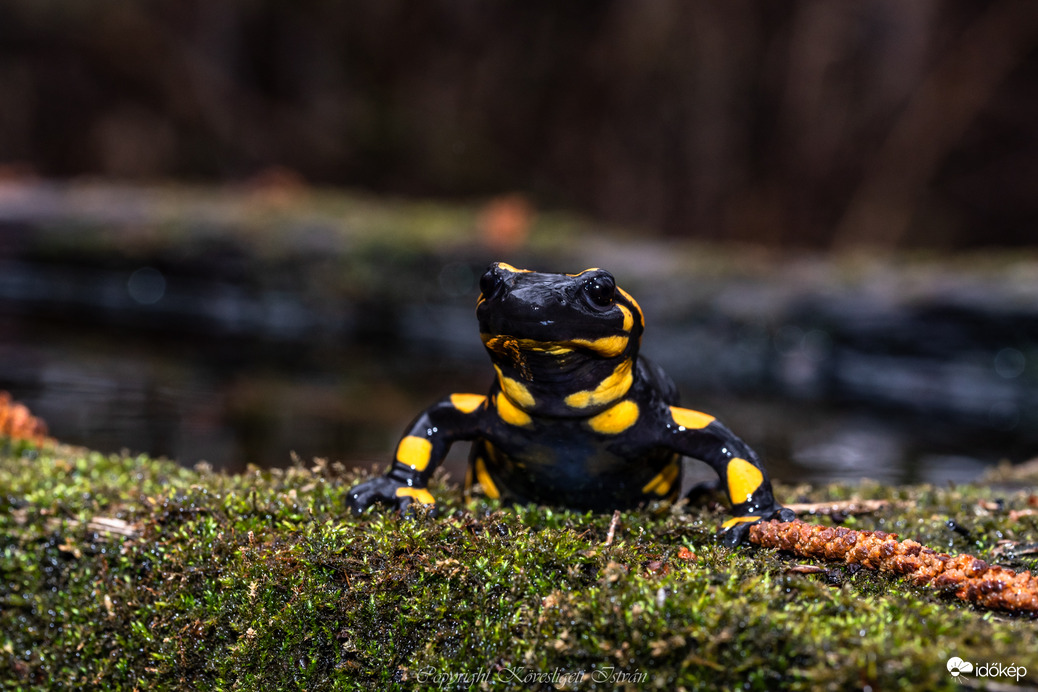 Foltos szalamandra