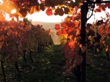 Őszi naplemente a szőlőhegyen