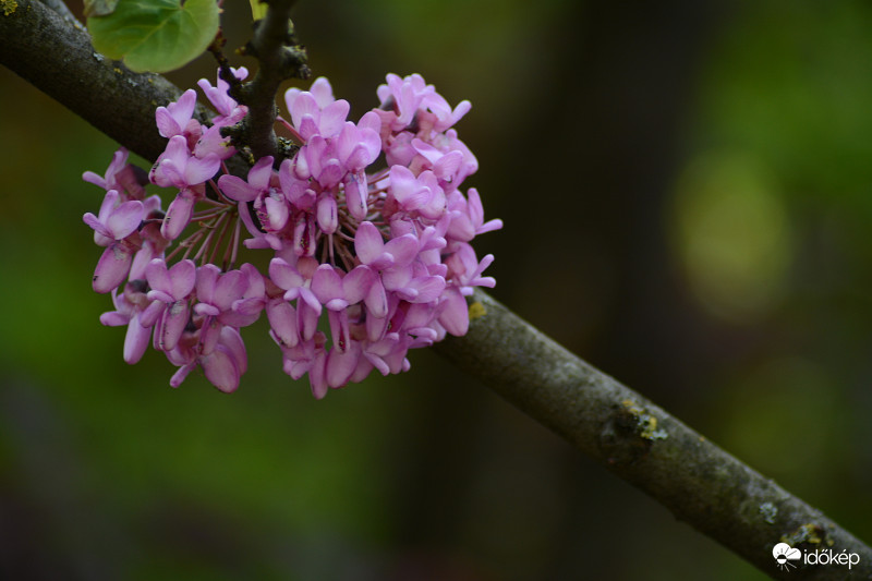 #maradjotthon Lilaság