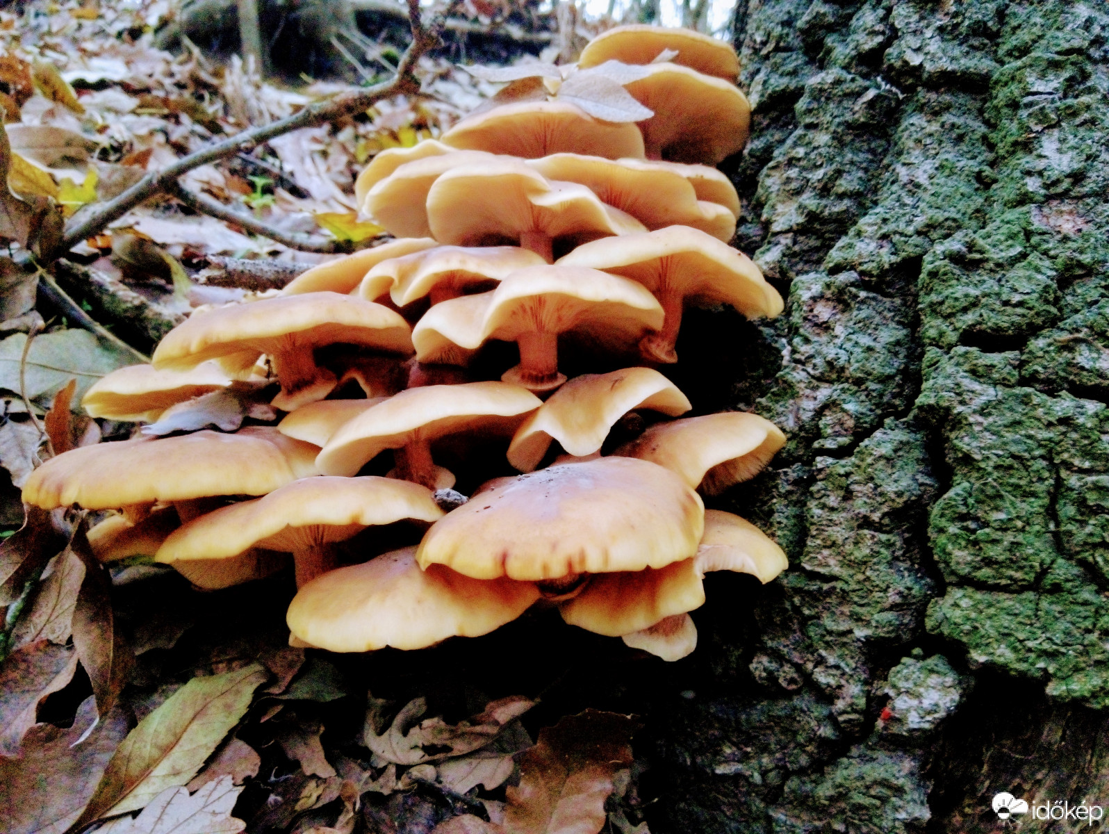 Újbuda - Kamaraerdő 