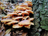 Újbuda - Kamaraerdő 