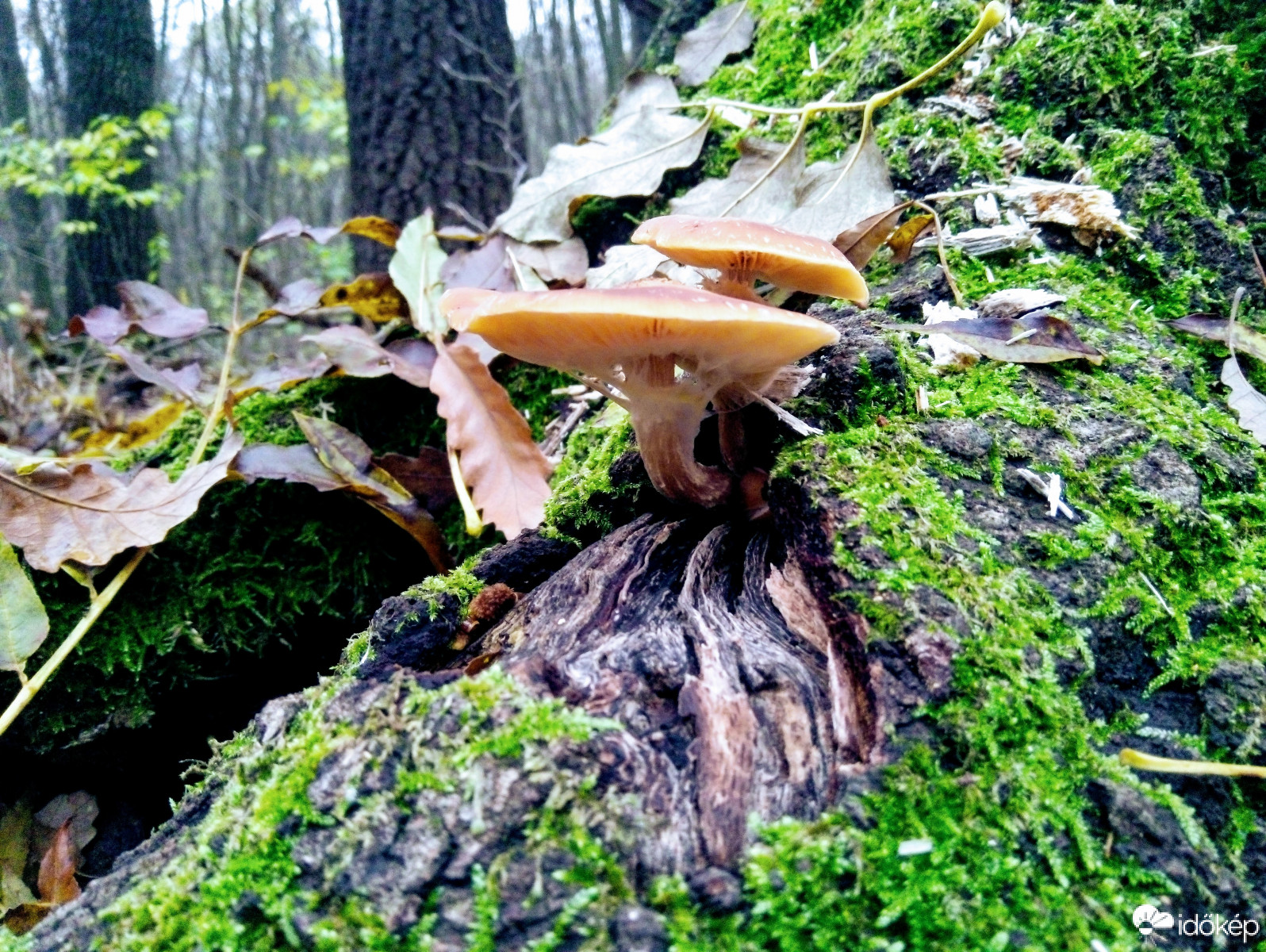 Újbuda - Kamaraerdő 