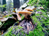 Újbuda - Kamaraerdő 