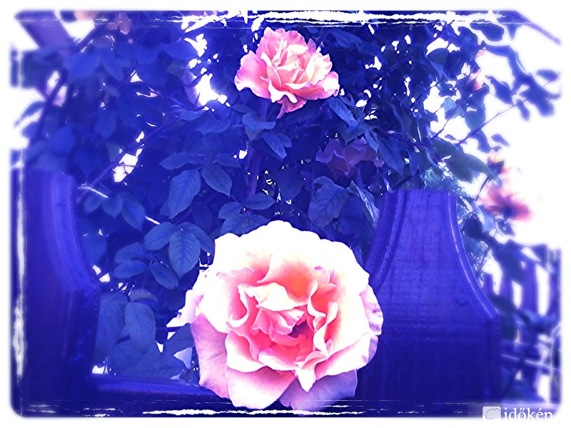 Az arnóti rózsa