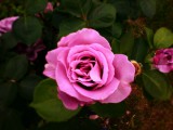 A lila rózsám