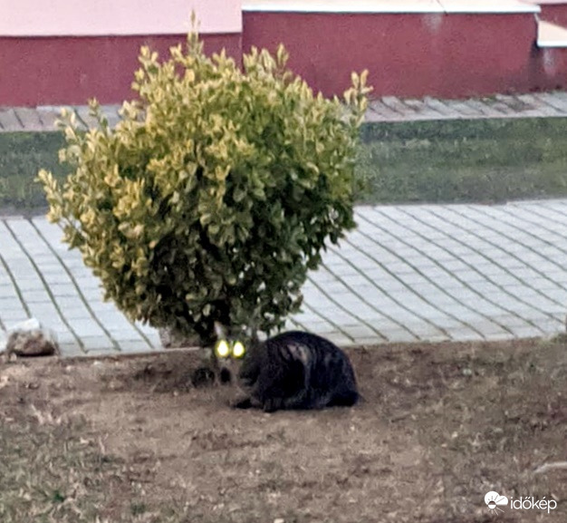Előbb még itt volt a rigó!