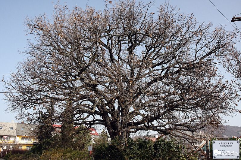250 éves tölgy B.füreden