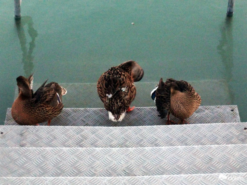 Lefekvés előtti tisztálkodás